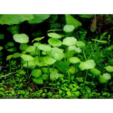 Hydrocotyle verticillata