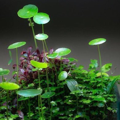 Hydrocotyle verticillata