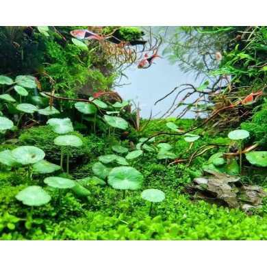 Hydrocotyle verticillata