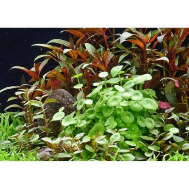 Hydrocotyle verticillata