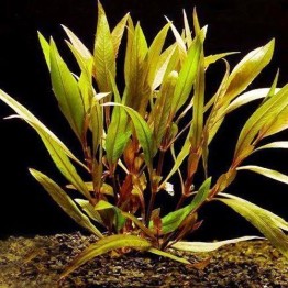 Hygrophila corymbosa “Angustifolia”