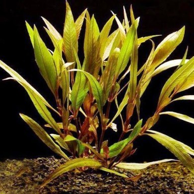 Hygrophila corymbosa “Angustifolia”