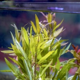 Hygrophila corymbosa “Angustifolia”