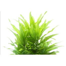 Hygrophila corymbosa “Stricta”