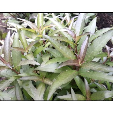 Hygrophila corymbosa “Stricta”