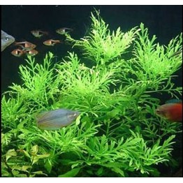 Hygrophila difformis “Variegata”