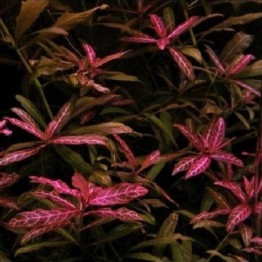 Hygrophila polysperma “Rosanervig” (Higrofila sunset)