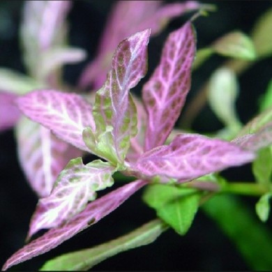 Hygrophila polysperma “Rosanervig” (Higrofila sunset)
