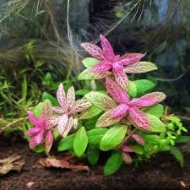 Hygrophila polysperma “Rosanervig” (Higrofila sunset)