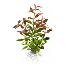 Hygrophila polysperma “Rosanervig” (Higrofila sunset)