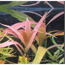 Hygrophila sp. “Red” 