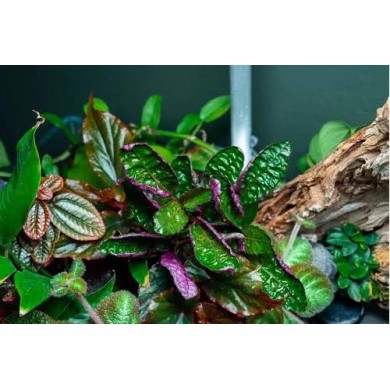 Hemigraphis colorata