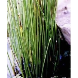 Juncus do Brejo (Juncos)