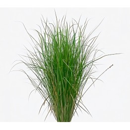 Juncus do Brejo (Juncos)