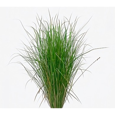 Juncus do Brejo (Juncos)