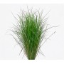 Juncus do Brejo (Juncos) 