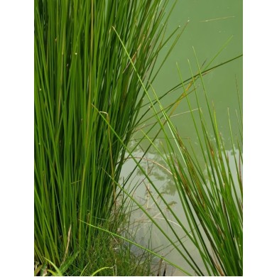Juncus do Brejo (Juncos)
