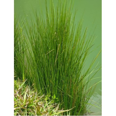 Juncus do Brejo (Juncos)