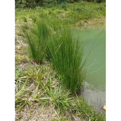 Juncus do Brejo (Juncos)