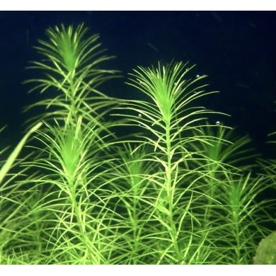 Lagarosiphon madagascariensis