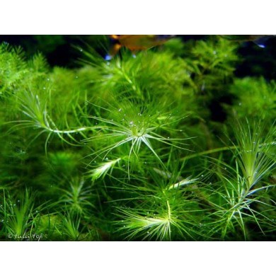 Lagarosiphon madagascariensis