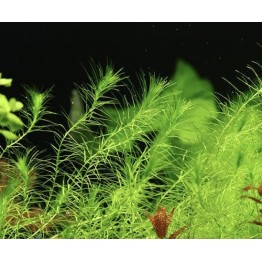 Lagarosiphon madagascariensis