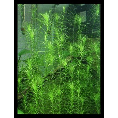 Lagarosiphon madagascariensis