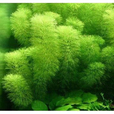 Limnophila aquática