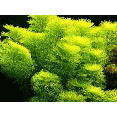 Limnophila aquática