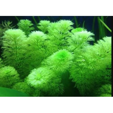 Limnophila aquática