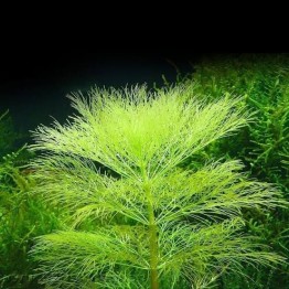 Limnophila aquática