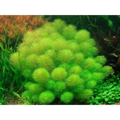Limnophila aquática