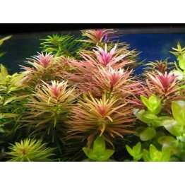 Limnophila aromatica  Limnophila aromatica