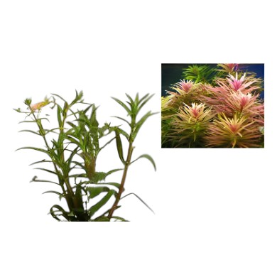 Limnophila aromatica 