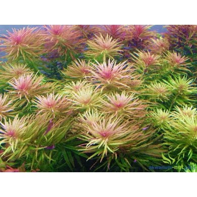 Limnophila aromatica 