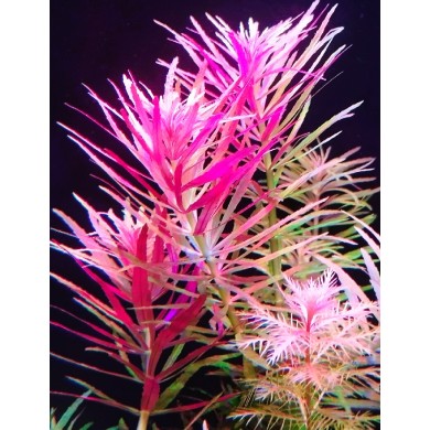 Limnophila aromatica 