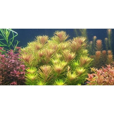 Limnophila aromatica 
