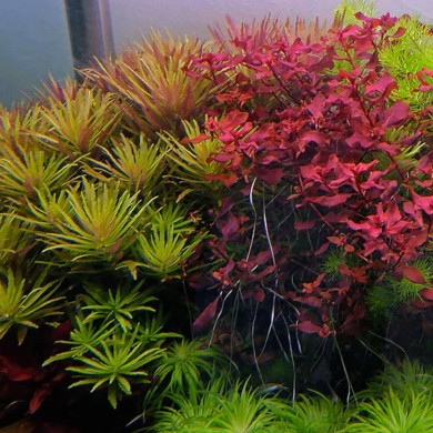 Limnophila aromatica 