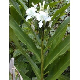 Lírio-do-Brejo (Hedychium coronarium)
