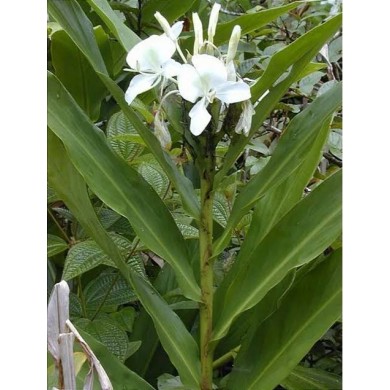 Lírio-do-Brejo (Hedychium coronarium)