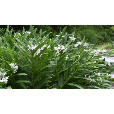 Lírio-do-Brejo (Hedychium coronarium)