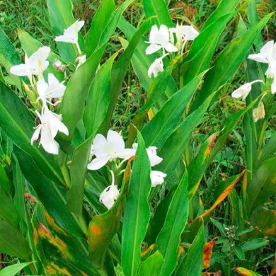 Lírio-do-Brejo (Hedychium coronarium)
