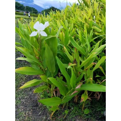 Lírio-do-Brejo (Hedychium coronarium)