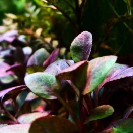 Lobelia cardinalis “Small Form” 