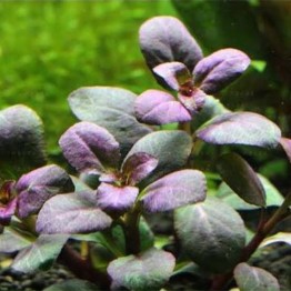 Lobelia cardinalis “Small Form” 