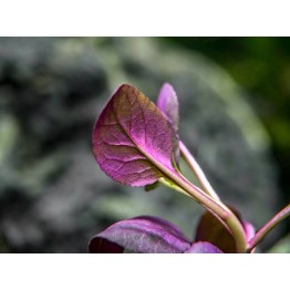 Lobelia cardinalis “Small Form” 