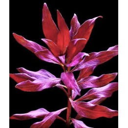 Ludwigia glandulosa