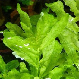 Ludwigia inclinata “Green”