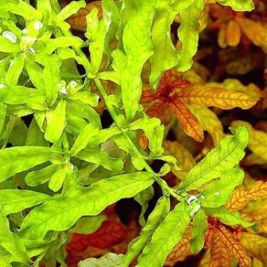 Ludwigia inclinata “Green”