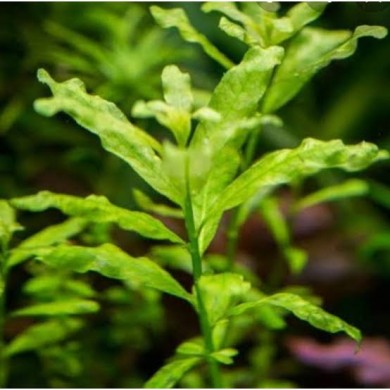 Ludwigia inclinata “Green”